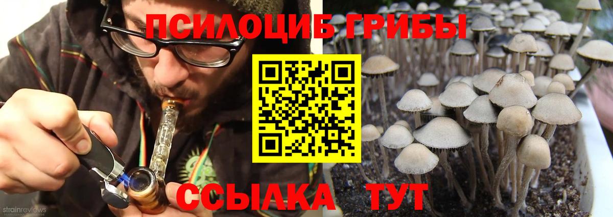 Псилоцибиновые грибы Psilocybine cubensis  Вход с VPN  Петропавловск-Камчатский 